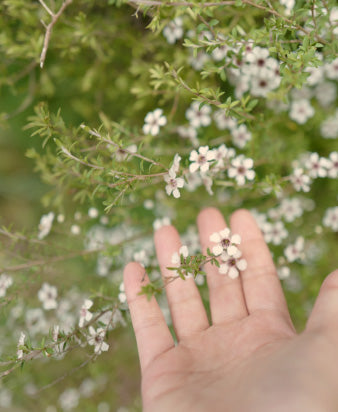 Loose Leaf Ti - 25 kopjes